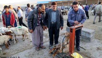 عرضه دام به مناسبت عید قربان در بجنورد و مشهد/ تصاویر