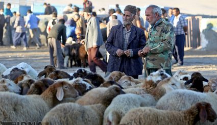 عرضه دام به مناسبت عید قربان در بجنورد و مشهد/ تصاویر