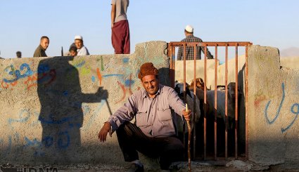 عرضه دام به مناسبت عید قربان در بجنورد و مشهد/ تصاویر