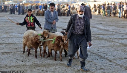 عرضه دام به مناسبت عید قربان در بجنورد و مشهد/ تصاویر
