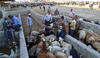 عرضه دام به مناسبت عید قربان در بجنورد و مشهد/ تصاویر