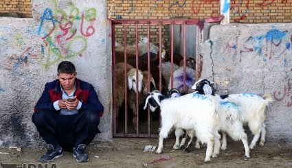عرضه دام به مناسبت عید قربان در بجنورد و مشهد/ تصاویر