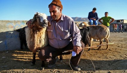 عرضه دام به مناسبت عید قربان در بجنورد و مشهد/ تصاویر