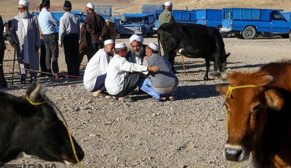 عرضه دام به مناسبت عید قربان در بجنورد و مشهد/ تصاویر