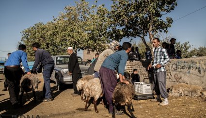 عرضه دام به مناسبت عید قربان در بجنورد و مشهد/ تصاویر