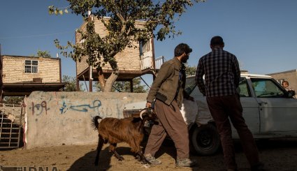 عرضه دام به مناسبت عید قربان در بجنورد و مشهد/ تصاویر