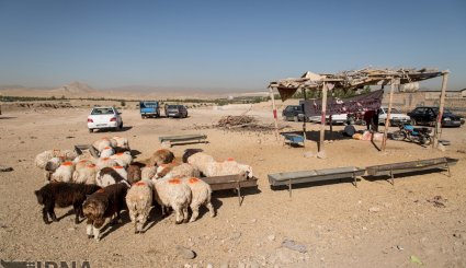 عرضه دام به مناسبت عید قربان در بجنورد و مشهد/ تصاویر