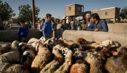 عرضه دام به مناسبت عید قربان در بجنورد و مشهد/ تصاویر