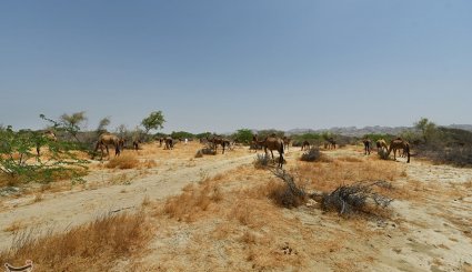 طبیعت سیستان و بلوچستان