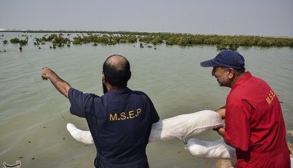 آلودگی نفتی در سواحل ماهشهر