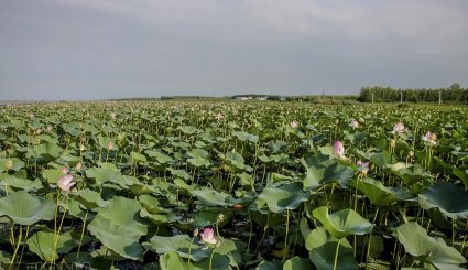 انزلی/گل دهی لاله های تالابی + تصاویر