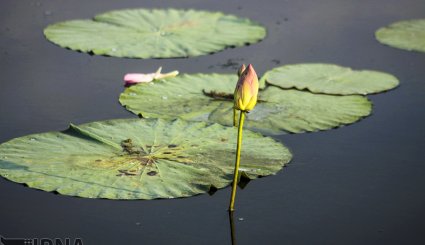انزلی/گل دهی لاله های تالابی + تصاویر