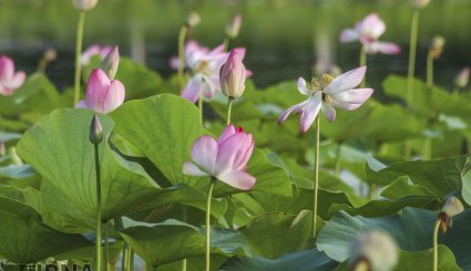 انزلی/گل دهی لاله های تالابی + تصاویر