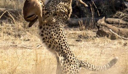 وقتی آهو به چنگ یوزپلنگ افتاد