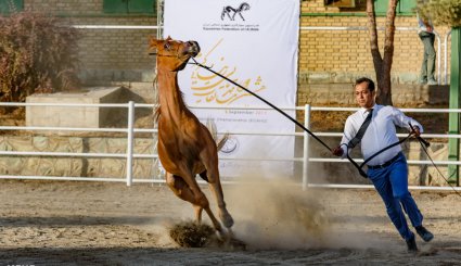 هشتمین جشنواره ملی زیبایی اسب اصیل عرب در استان البرز + تصاویر