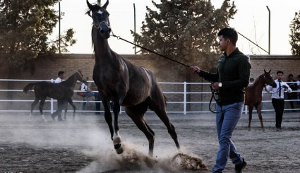 هشتمین جشنواره ملی زیبایی اسب اصیل عرب در استان البرز + تصاویر