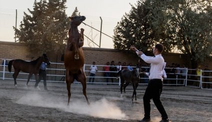 هشتمین جشنواره ملی زیبایی اسب اصیل عرب در استان البرز + تصاویر
