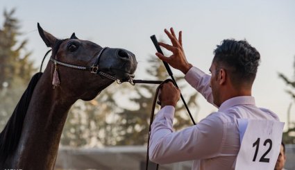 هشتمین جشنواره ملی زیبایی اسب اصیل عرب در استان البرز + تصاویر