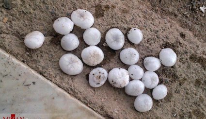 بارش تگرگ به اندازه گردو در اهر
