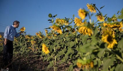 برداشت آفتابگردان از مزارع خراسان شمالی + تصاویر