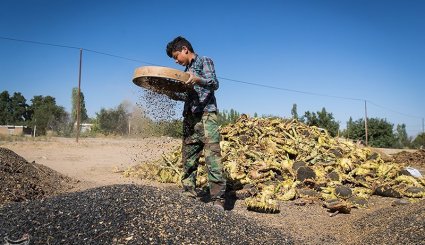 برداشت آفتابگردان از مزارع خراسان شمالی + تصاویر
