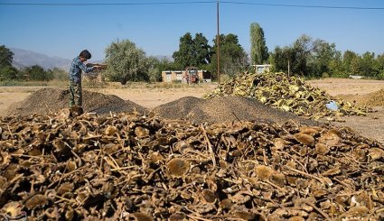 برداشت آفتابگردان از مزارع خراسان شمالی + تصاویر