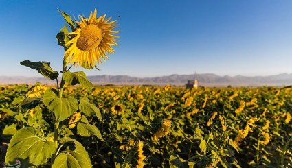 برداشت آفتابگردان از مزارع خراسان شمالی + تصاویر