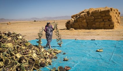 برداشت آفتابگردان از مزارع خراسان شمالی + تصاویر