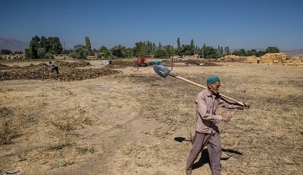برداشت آفتابگردان از مزارع خراسان شمالی + تصاویر