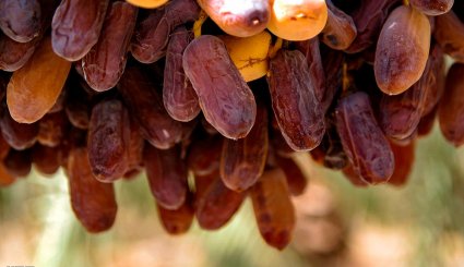 برداشت خرمای پیارم در هرمزگان