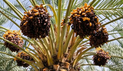 برداشت خرمای پیارم در هرمزگان
