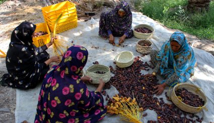 برداشت خرمای پیارم در هرمزگان