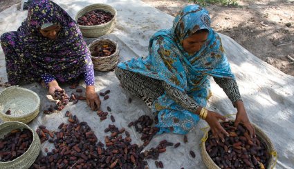 برداشت خرمای پیارم در هرمزگان