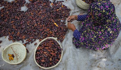 برداشت خرمای پیارم در هرمزگان