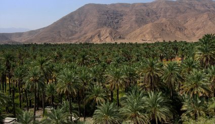 برداشت خرمای پیارم در هرمزگان