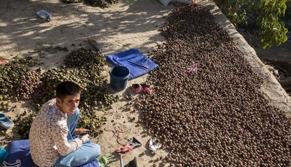 صنایع دستی و کشاورزی خراسان شمالی

