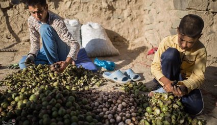 صنایع دستی و کشاورزی خراسان شمالی
