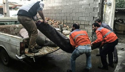 بازدید مسئولان آستارا از مناطق سیل زده و رودخانه مرزی آستارا چای
