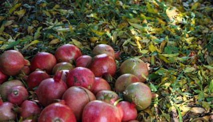 سور یاقوت سرخ در انارستان های هورامان
