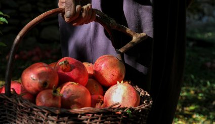 سور یاقوت سرخ در انارستان های هورامان