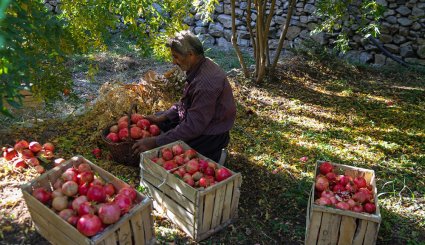 سور یاقوت سرخ در انارستان های هورامان