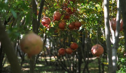 سور یاقوت سرخ در انارستان های هورامان