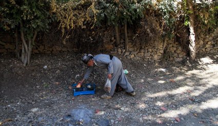 سور یاقوت سرخ در انارستان های هورامان