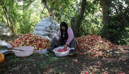 سور یاقوت سرخ در انارستان های هورامان