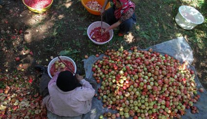 سور یاقوت سرخ در انارستان های هورامان