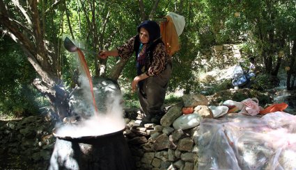 سور یاقوت سرخ در انارستان های هورامان