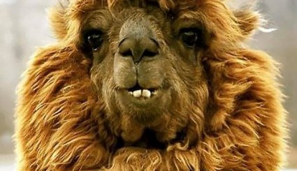 صحنه های خنده‌دار در دنیای حیوانات