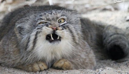 صحنه های خنده‌دار در دنیای حیوانات