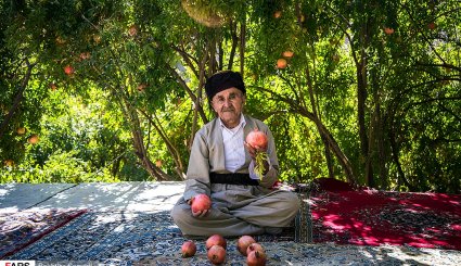 برداشت انار در اورامانات + تصاویر
