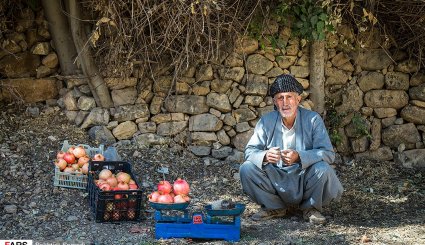 برداشت انار در اورامانات + تصاویر